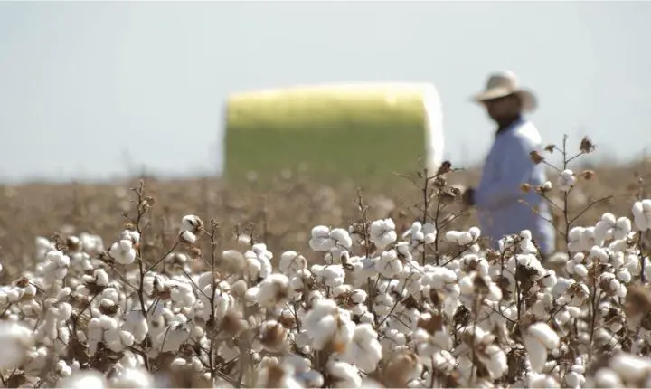 Área destinada ao algodão é reduzida em MT devido às chuvas