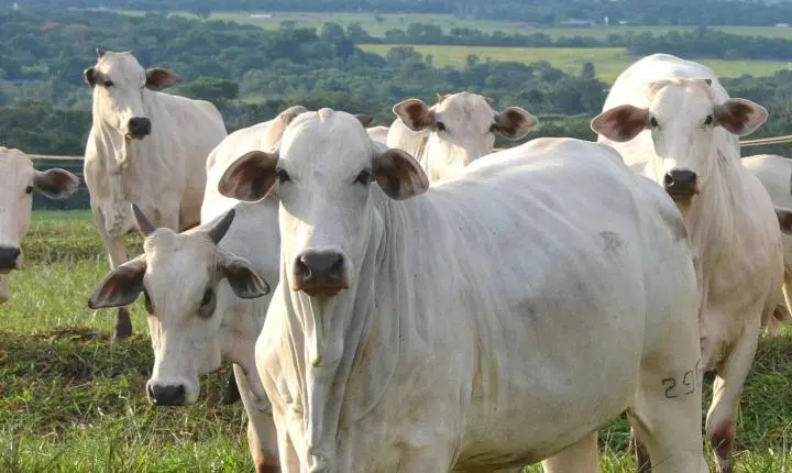 Arroba do boi gordo: semana começa com preços baixos