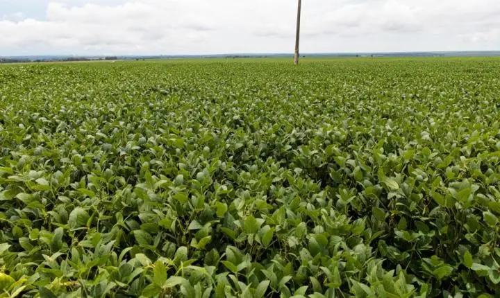 Assembleia cria projeto de lei para permitir cultivo de soja e outras atividades no Pantanal
