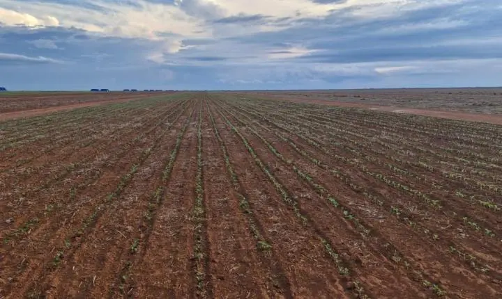 Avanço da semeadura da soja em Mato Grosso segue em ritmo acelerado