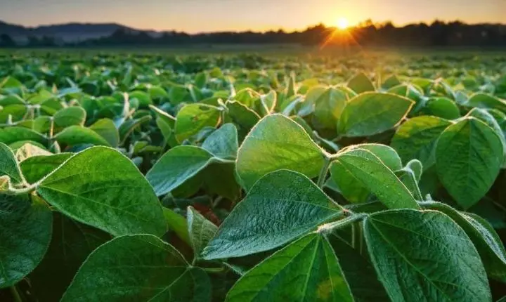 Avanço sob pressão: chuva irregular ameaça soja e janela do milho em Mato Grosso