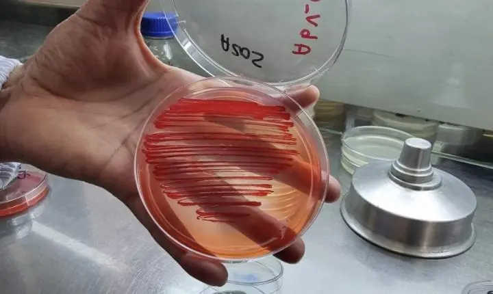 Bactérias aumentam produtividade em lavouras de arroz, feijão e milho