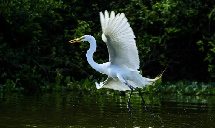 Biodiversidade de Mato Grosso é destaque na maior feira mundial de observação de aves