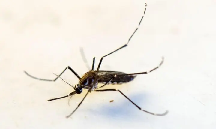 Boletim da Dengue mostra agravamento da doença nas duas últimas semanas em MT