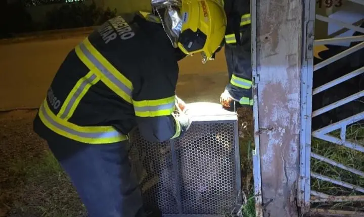 Bombeiros capturam dois pitbulls após invasão e ataque em residência de Confresa