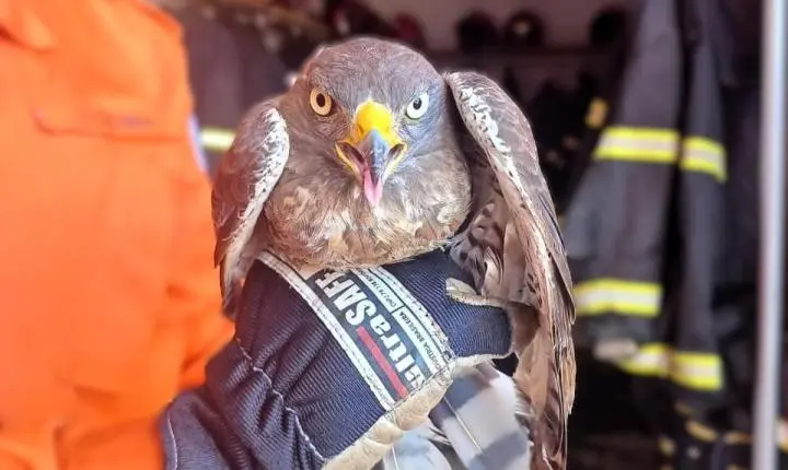 Bombeiros resgatam gavião-carijó ferido em Campo Verde