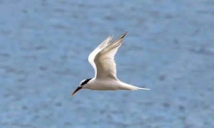 Brasil confirma primeiros casos de gripe aviária em duas aves silvestres no ES