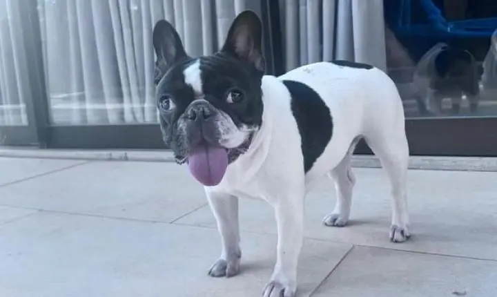 Cadela morre após tomar banho em pet shop e tutor denuncia suposto maus-tratos em MT