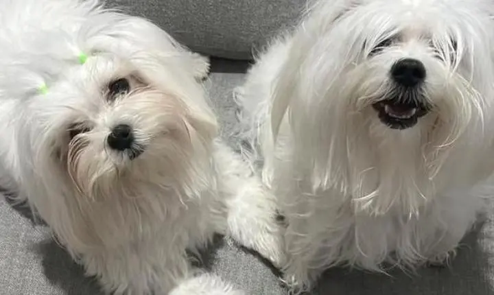 Cães morrem sufocados após serem esquecidos em carro de pet shop em Cuiabá