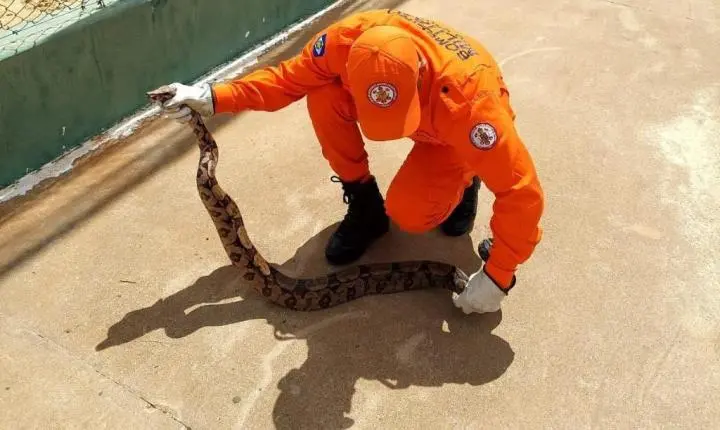 Campo Verde; Bombeiros militares resgatam cobra jiboia de aproximadamente 1,5 metro em área de lazer de município