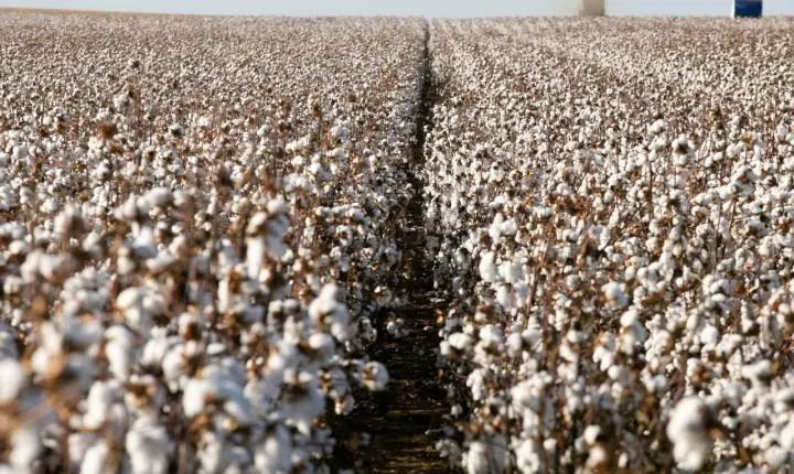 Campo Verde é líder na produção de algodão na região Sul de Mato Grosso