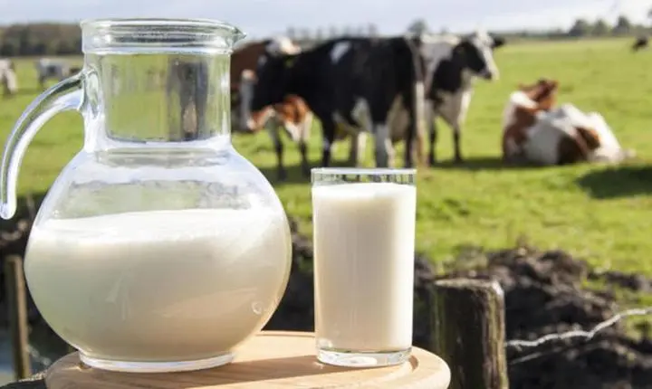 Captação do leite recua quase 16% em Mato Grosso; Imea apresenta diagnóstico do setor