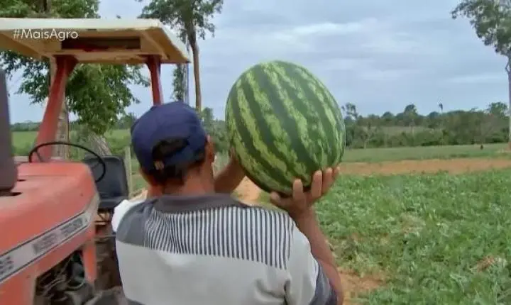 Casal de pecuaristas cultiva melancia e venda da fruta vira fonte de renda da família em MT