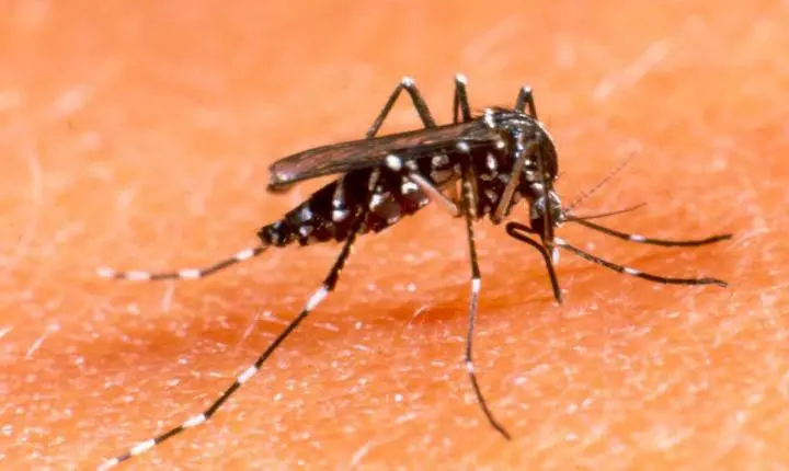 Casos de dengue aumentam 112% em um ano em MT