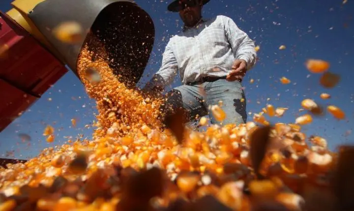 Centro-Oeste: alta dos custos de produção e cigarrinha preocupam 2ª safra de milho