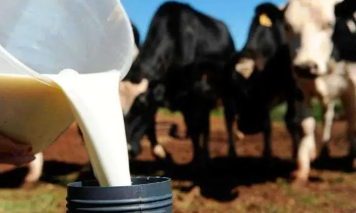 Clima ainda afeta produção de leite em Mato Grosso, diz Imea