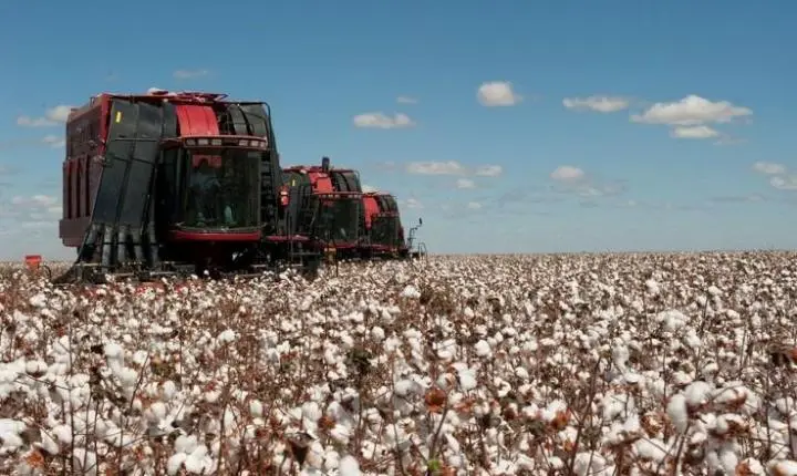 Colheita de algodão segue em ritmo lento em Mato Grosso