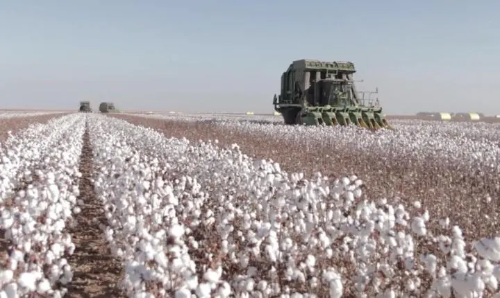 Colheita do algodão começa em MT com área de plantio maior nesta safra