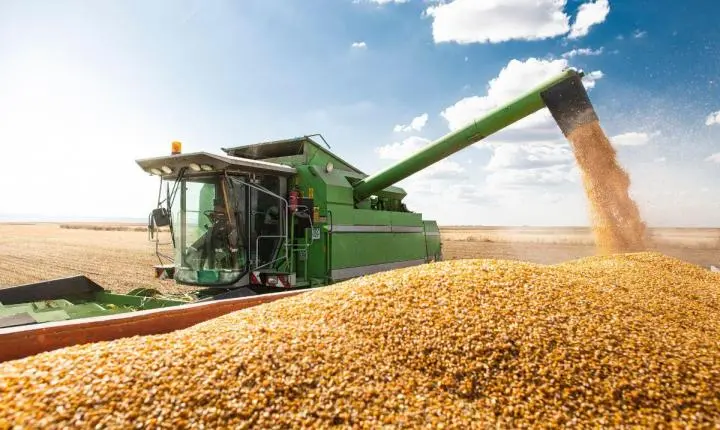 Colheita do milho alcança quase 1% da área em Mato Grosso