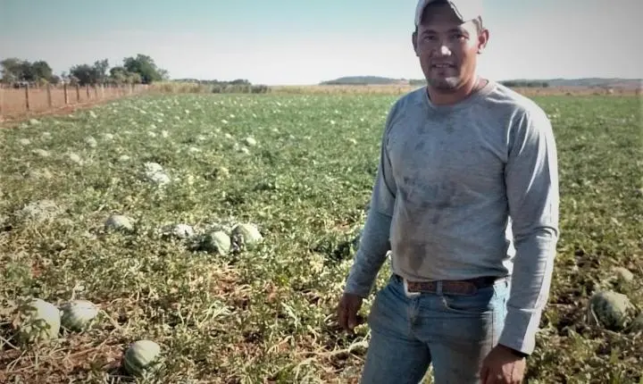 Com assistência da Empaer, agricultor familiar tem colheita farta de melancia em área de um hectare: 