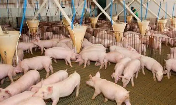 Com auxílio do Fesa no controle sanitário, o rebanho em MT cresce com sucesso