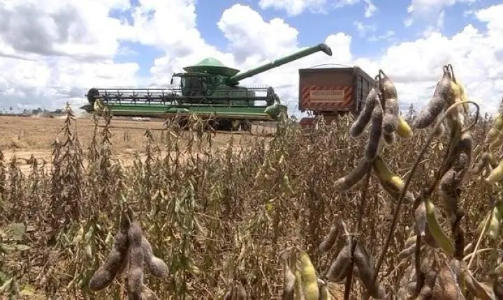 Com mais de 99%, colheita da soja e plantio do milho entram na reta final em Mato Grosso