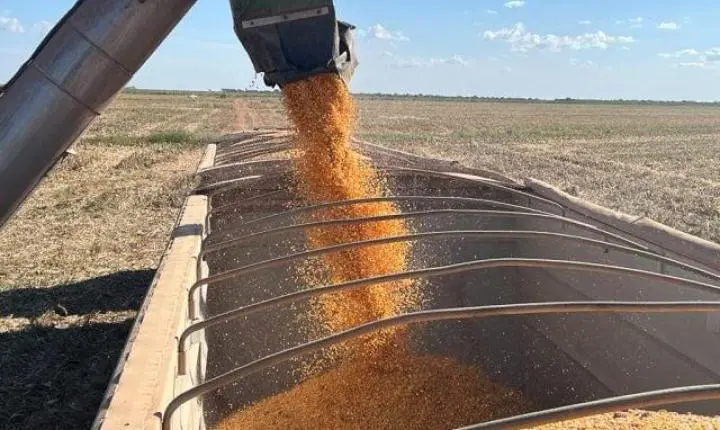 Com preços em queda, colheita do milho em Mato Grosso atinge apenas 0,49% da área