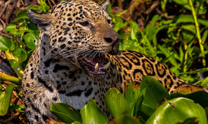 Com voz de Fernanda Torres, filme sobre onças do Pantanal de MT estreia em SP e disputa o “Oscar da natureza”