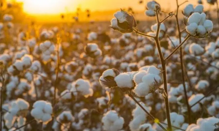 Comercialização de pluma em Mato Grosso alcança 60,54% da produção