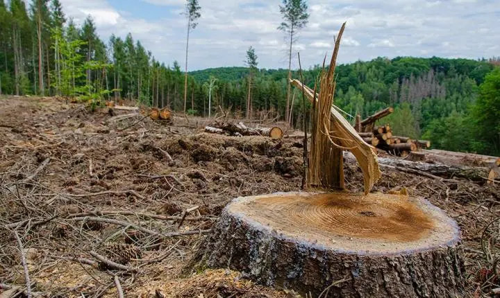Consumo de lenha de desmate cresce quase 95% e entra na mira do Ministério Público