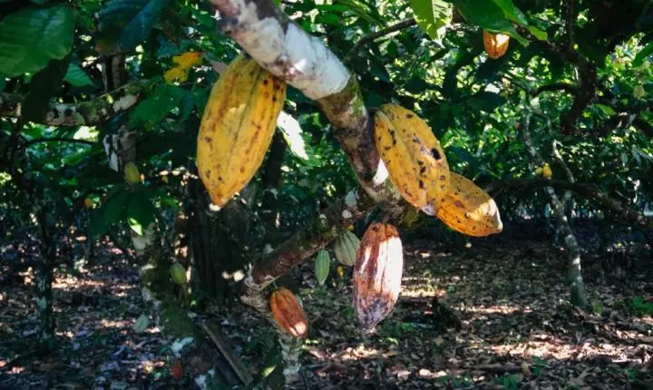 Cultivo de cacau ganha espaço em MT com mudas distribuídas pelo Governo