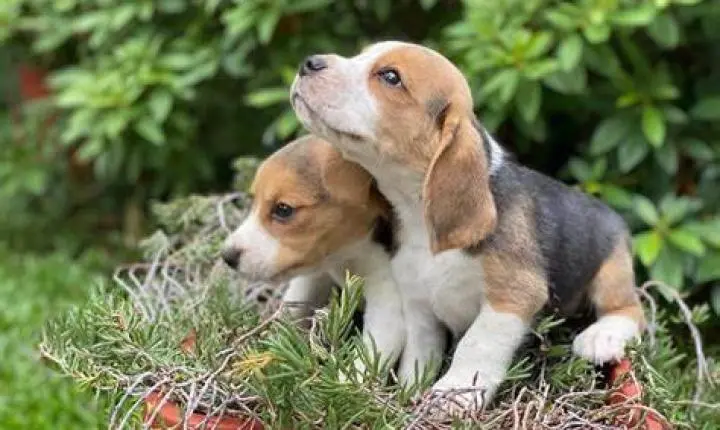 Deputada propõe canis para animais resgatados em penitenciárias de MT