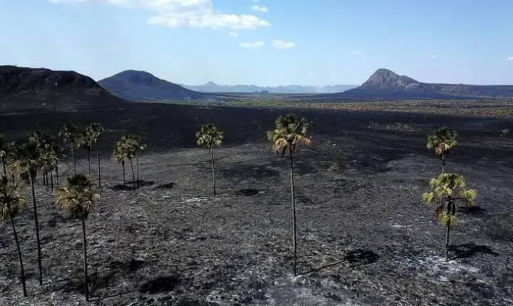 Desmate na Amazônia é o 2º mais alto para o primeiro trimestre; Cerrado tem recorde