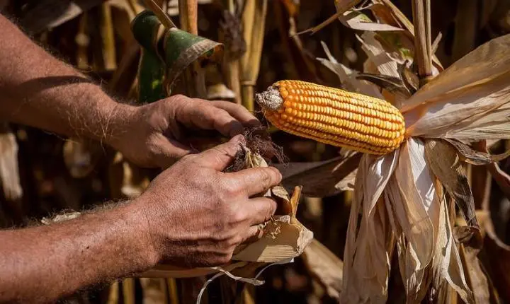 Egito sobe da 22ª para a 2ª posição entre os principais destinos das exportações de Mato Grosso em dois anos