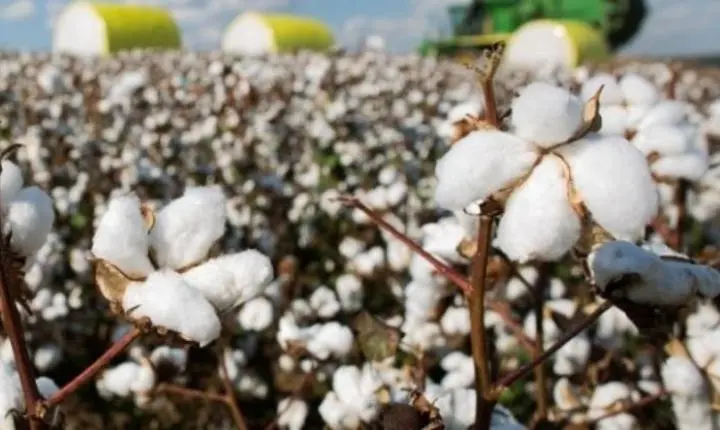 El Niño aumenta cautela de produtores de algodão para safra 2025/26