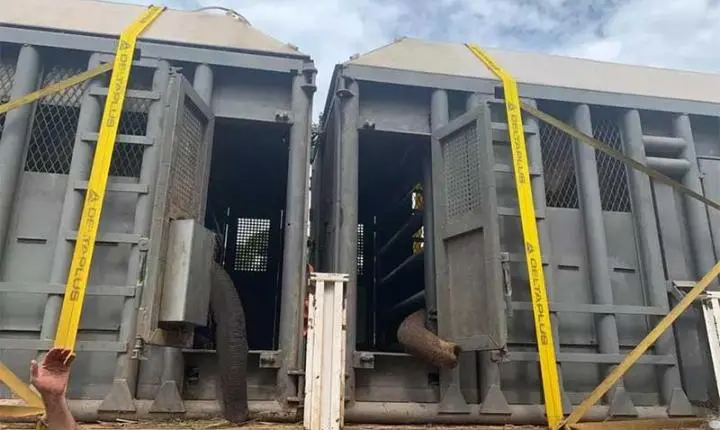 Elefantas que viveram 2 décadas em ecoparque na Argentina chegam ao Santuário em MT onde vão viver na natureza