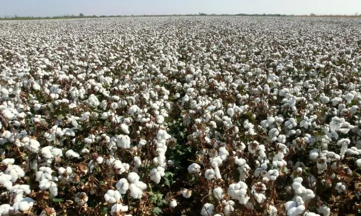 Embrapa anuncia bioinseticida contra pragas na soja, milho e algodão