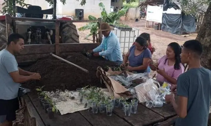 Empaer orienta comunidade indígena de Paranatinga sobre o plantio de banana da terra