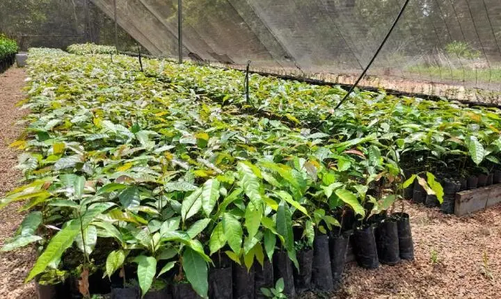 Empaer produz mudas de mogno africano e plantas nativas para arborizar diversas áreas de MT