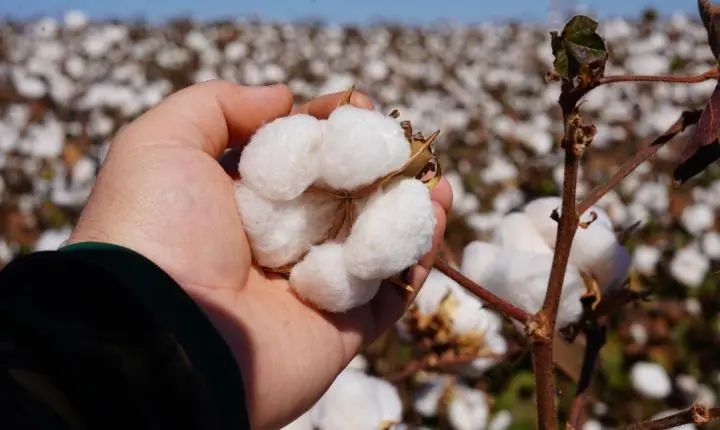 Estiagem em Mato Grosso ameaça rendimento das lavouras de algodão