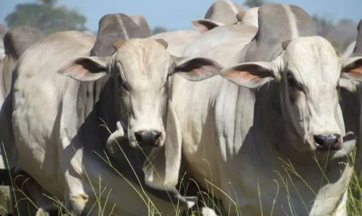 Estudo avalia “sequestro de bezerros” no regime de engorda