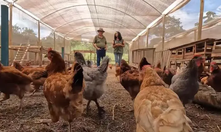 Estufas viram galinheiros e aumentam renda em sítio de MT
