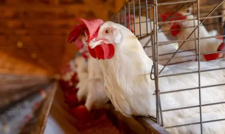 Exame descarta suspeita de gripe aviária em Nova Brasilândia