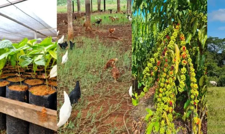 Expedição de MT para Rondônia irá oportunizar troca de experiência para produção de cacau, leite e café