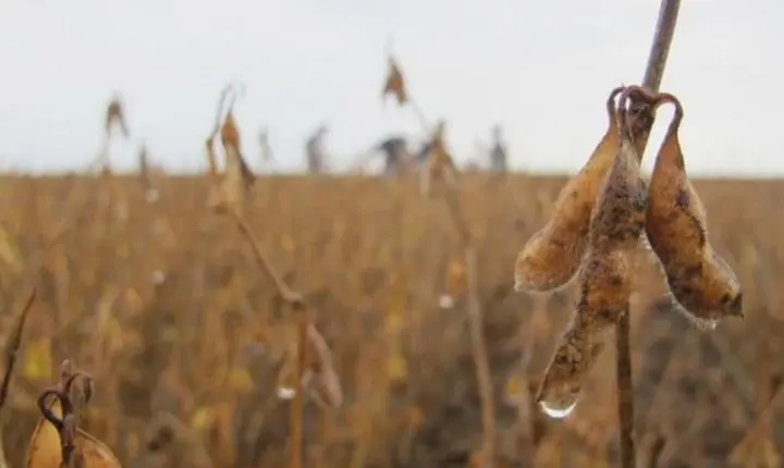 Exportação de soja mato-grossense para a China recua 15% em 2024