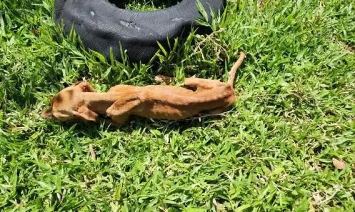 Filho é preso suspeito de maus-tratos contra mãe de 81 anos e cachorro de estimação em MT