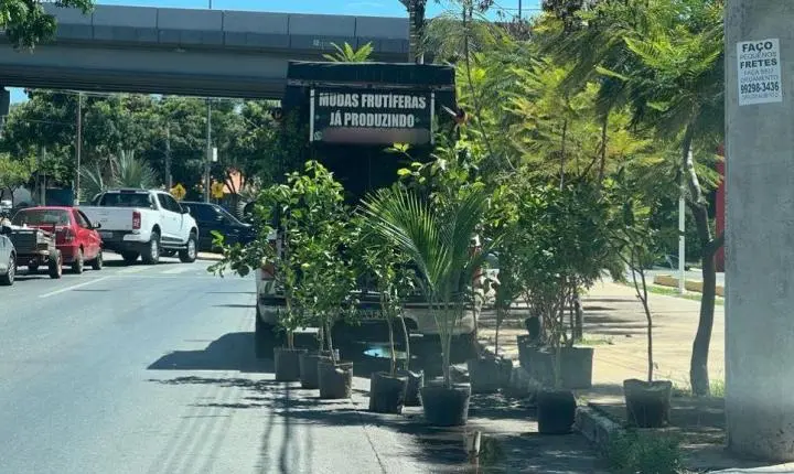 Fiscalização do Indea registrou oito flagrantes de venda ambulante de mudas de plantas neste ano
