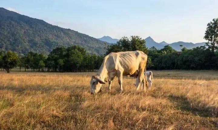 G20 Brasil: governo vai destinar US$ 1,3 bilhão do Fundo Clima para recuperação de pastagens