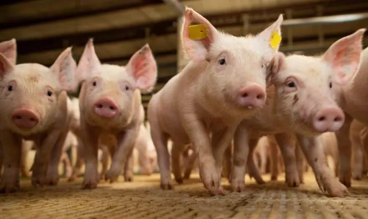 Governo de Mato Grosso busca alternativa para desoneração do setor de suínos