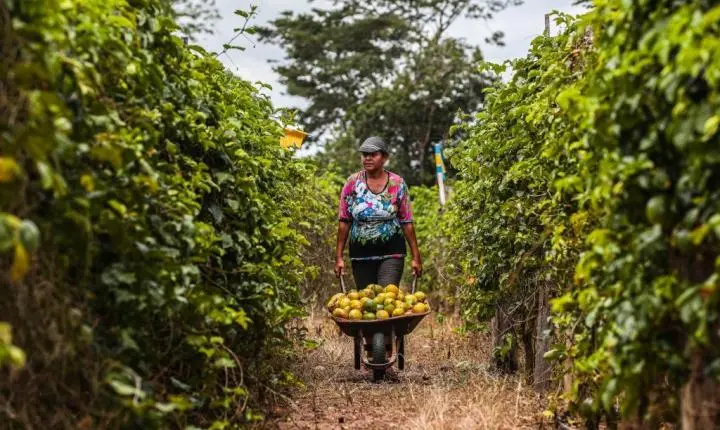 Governo de MT lança edital de R$ 1 milhão para fomentar pesquisas na área da agricultura familiar